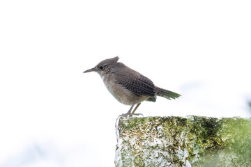 Close up of a very small House Wren (Troglodytes aedon)