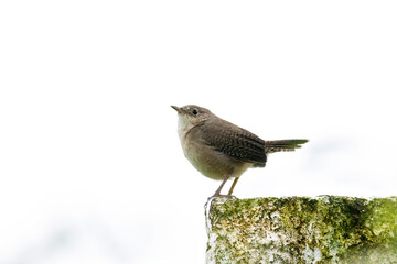 Close up of a very small House Wren (Troglodytes aedon)