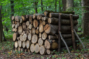 A glade in the forest with folded firewood for a firebox against the background of trees