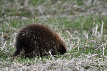 Porcupine grazing in a cow pasture