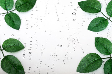  green leaves on white background frame isolated object white background. 