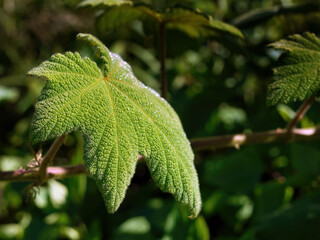 Close up Green Leaves Beauty Natural Shape and Form, Nature Background Wallpaper, Selective focus,...