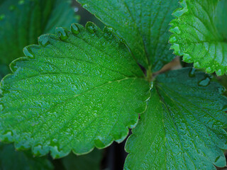 Close up Green Leaves Beauty Natural Shape and Form, Nature Background Wallpaper