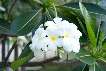 Obraz na płótnie Canvas White frangipani flower blooming on the tree naturally.