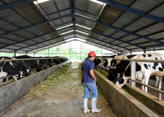 Fototapeta premium Modern cattle ranch on a dairy farm in Medan, Indonesia. A man feeds the sapa with grass