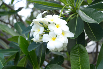 Obraz na płótnie Canvas White frangipani flower blooming on the tree naturally.