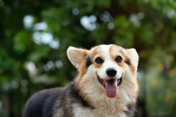 Corgi dog on the grass in summer sunny day