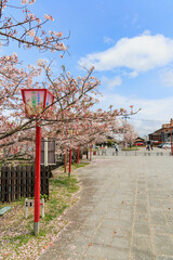 Naklejka premium 小城公園の桜道「佐賀県」