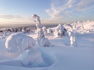 Snow-covered fir trees on top of Volosyanaya mountain, Kandalaksha, Kola Peninsula, Murmansk region. Winter northern landscape with a lot of snow. 