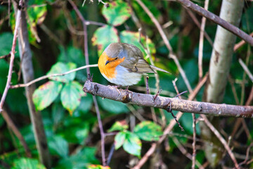 robin on branch