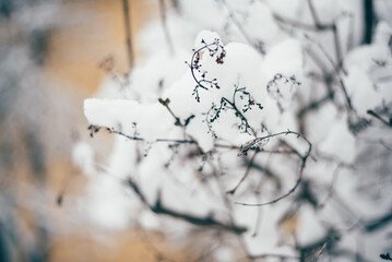 branch under snow with frozen maple fruit - wings, seeds and leaves close-up in forest