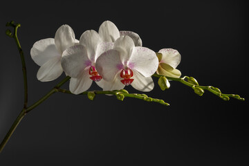 Fototapeta na wymiar Close-up orchid flowers on a black background.