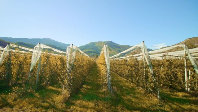Long aisles stretch between rows of harvested apple trees with dry yellow leaves under folded sun protection net in autumn against hiils