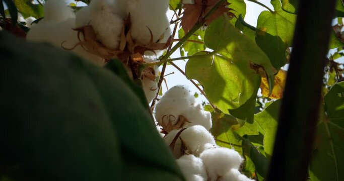 The camera moves forward through the branches towards the ripe cotton balls. Growing cotton in an agricultural field for the production of clothing and fabrics. Cotton Agribusiness