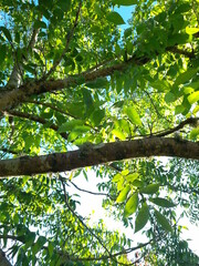 green leaves and sun