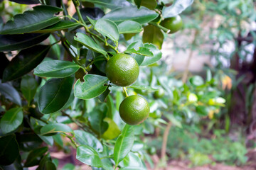 Kumquats are a type of citrus fruit growing on small trees that have edible skin and flesh, and kumquats are believed to be native to China.