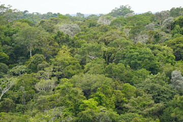 Fototapeta na wymiar There is still existing rainforest. Here near Cidade de Deus, Manaus - Amazonas, Brazil.