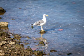 Gaviota patiamarilla (Larus michaellis)