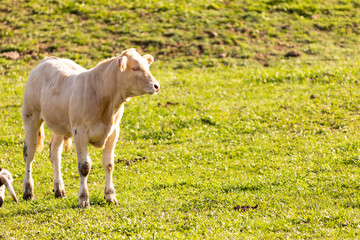 Obraz premium Ternero en un campo de hierba