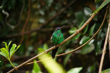 Violet-capped Woodnymph Hummingbird on a branch