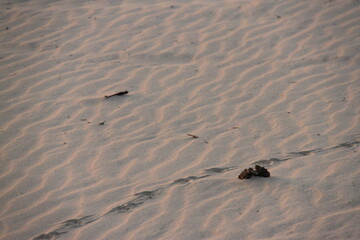 windswept sand waves on beach with tracks