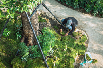Top view of elderly gardener planting green moss around the base of a large tree to decorate garden to be beautiful and shady. Takes care of the plants by applying moss on the base. Garden decoration.