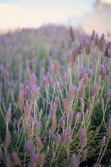 Obraz premium Beautiful lavender field in region