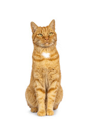 Cool male ginger senior house cat, sitting up facing front. Looking straight to camera. Isolated on a white background.