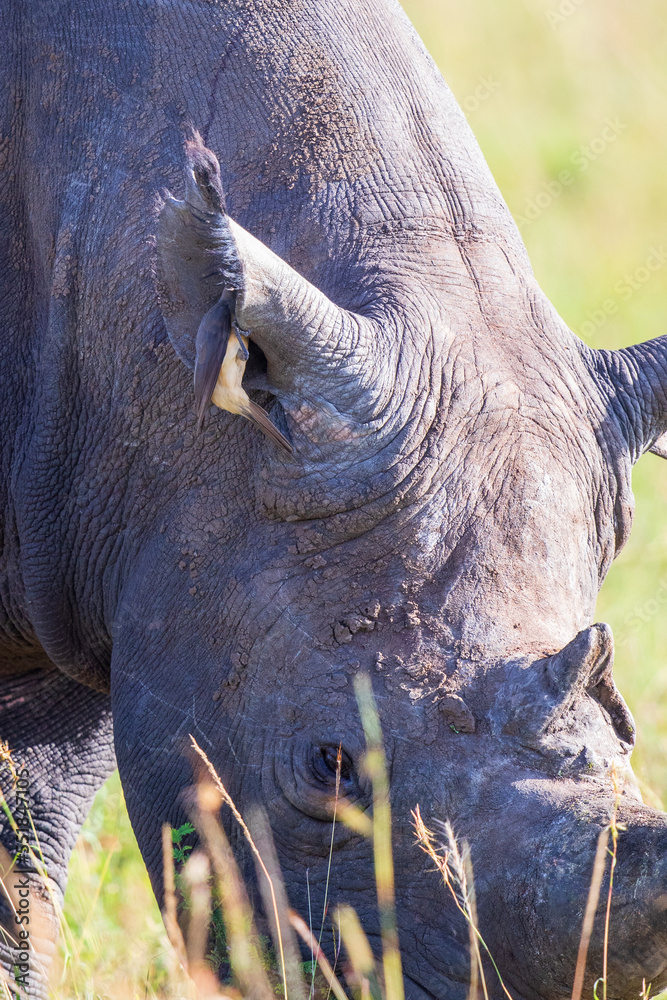 Canvas Prints Black rhino and a yellow-billed oxpecker in his ear