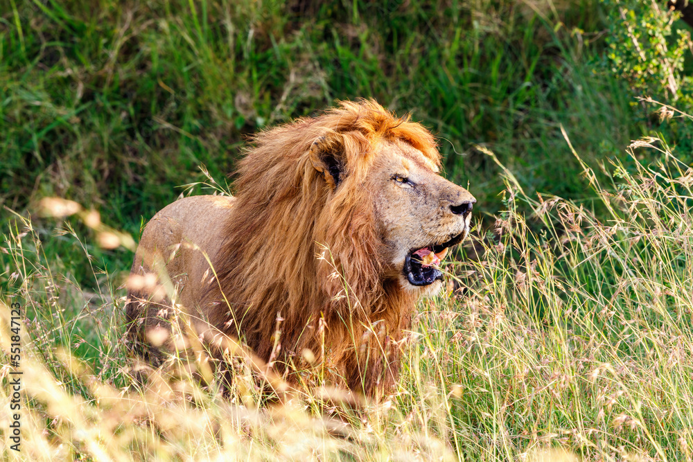 Canvas Prints Male Lion standing in high grass in the bushland