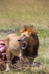 Male lion looking to the side