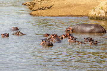 Fototapeta na wymiar Herd with Hippos in a river