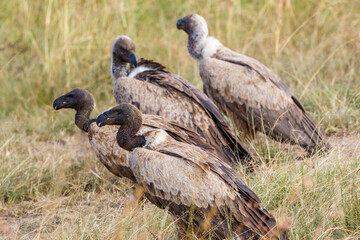 Flock with White-backed vulture sitting on the ground and waiting