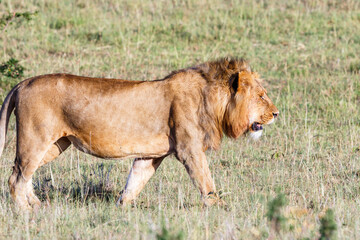 Wandering male lion on the savannah