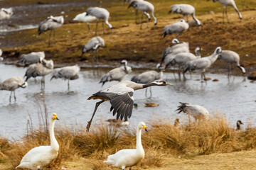 Flying crane at a lake