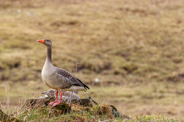 Obraz na płótnie Canvas Greylag goose in a meadow