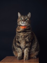 Fototapeta na wymiar Portrait of a cat on a dark background
