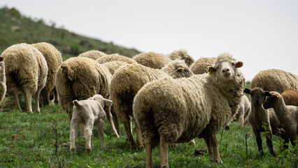 sheep graze in a green meadow. sheep in the pasture. a flock of sheep