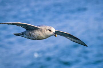 Northern fulmar flying above the sea