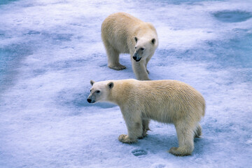 Obraz na płótnie Canvas Polar bears on the ice in Arctic