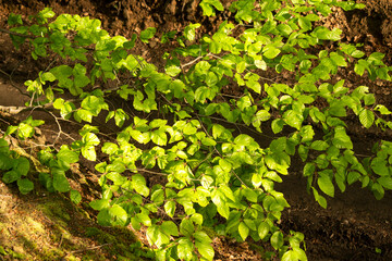 Wald Frühling Laubwald