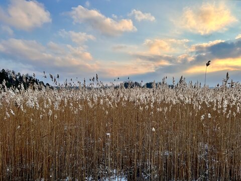 reeds in the morning © Elena