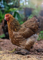 The Brahma is an American breed of chicken, Gold Partridge Brahma Chickens