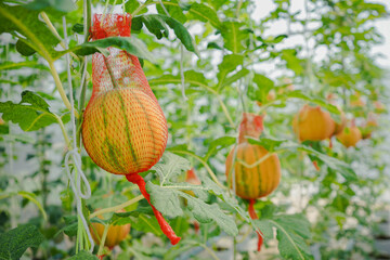 Close up of yellow cantaloupe melon or yellow melon hanging on tree ready for harvest in greenhouse, selective focus