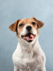 Portrait of a dog on blue background