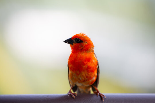 Gros plan d'un Rasputin est un foudi de Madagascar photographi&eacute; &agrave; Mah&eacute; aux Seychelles 