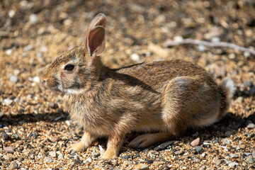 An eastern cottontail rabbit enjoying the bounty of an overflowing birdfeeder.