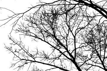 Tree branch silhouette on transparent background