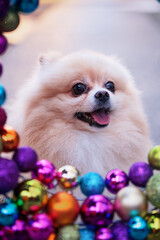Fototapeta na wymiar spitz dog breed and christmas balls