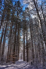 Fototapeta premium Pine forest in winter, Pine Grove, Ottawa, Canada